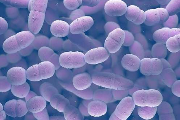 Acinetobacter baumannii