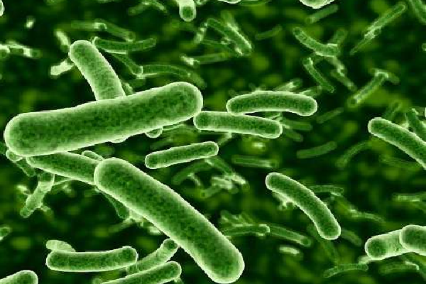 Escherichia coli