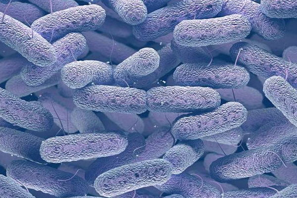 Klebsiella pneumoniae