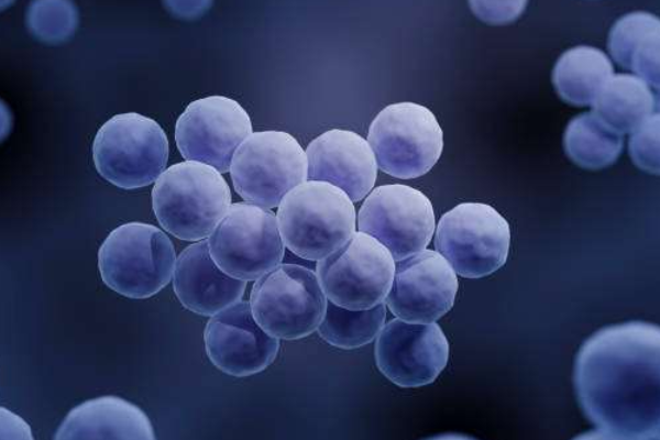 Staphylococcus aureus